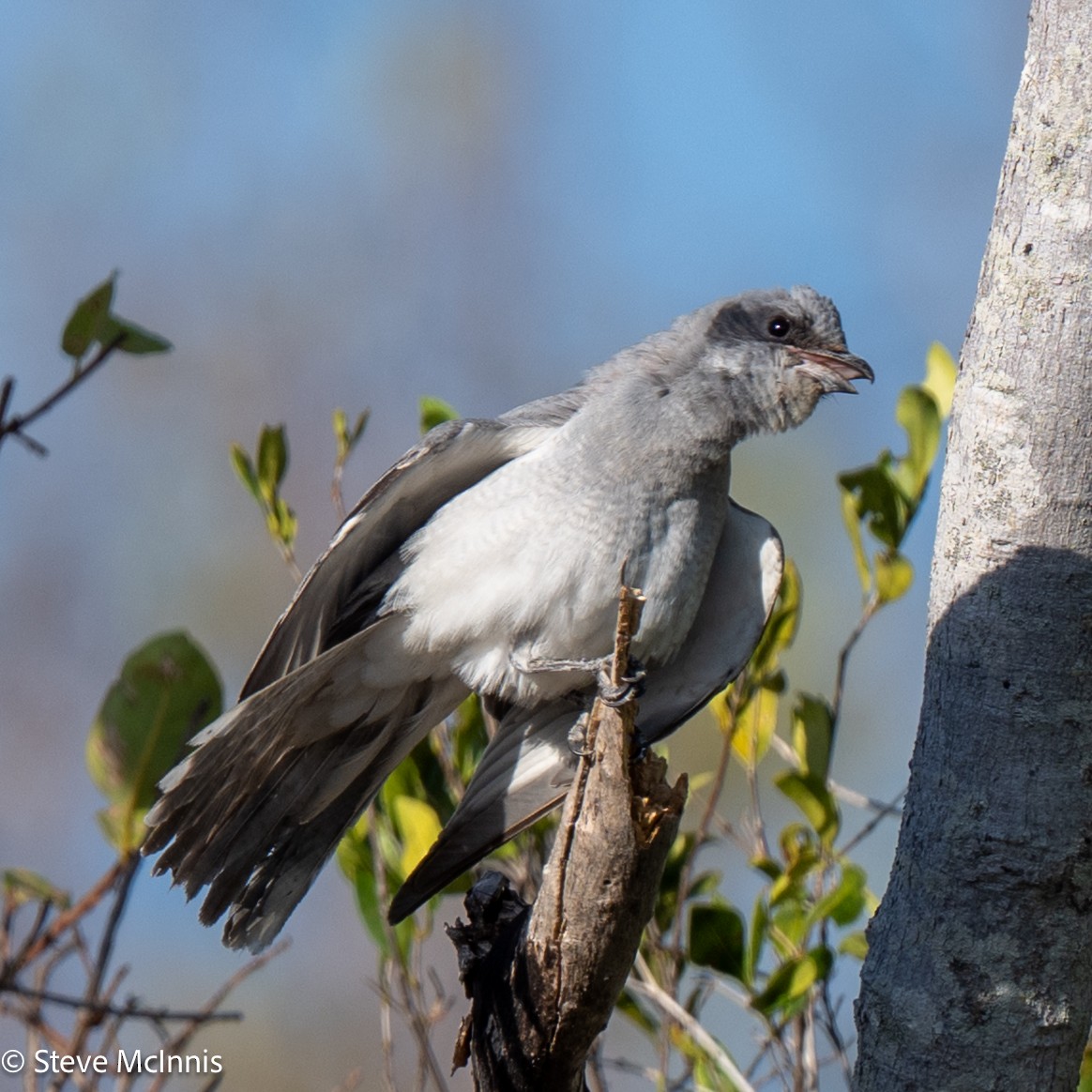 Black-faced Cuckooshrike - ML642026135