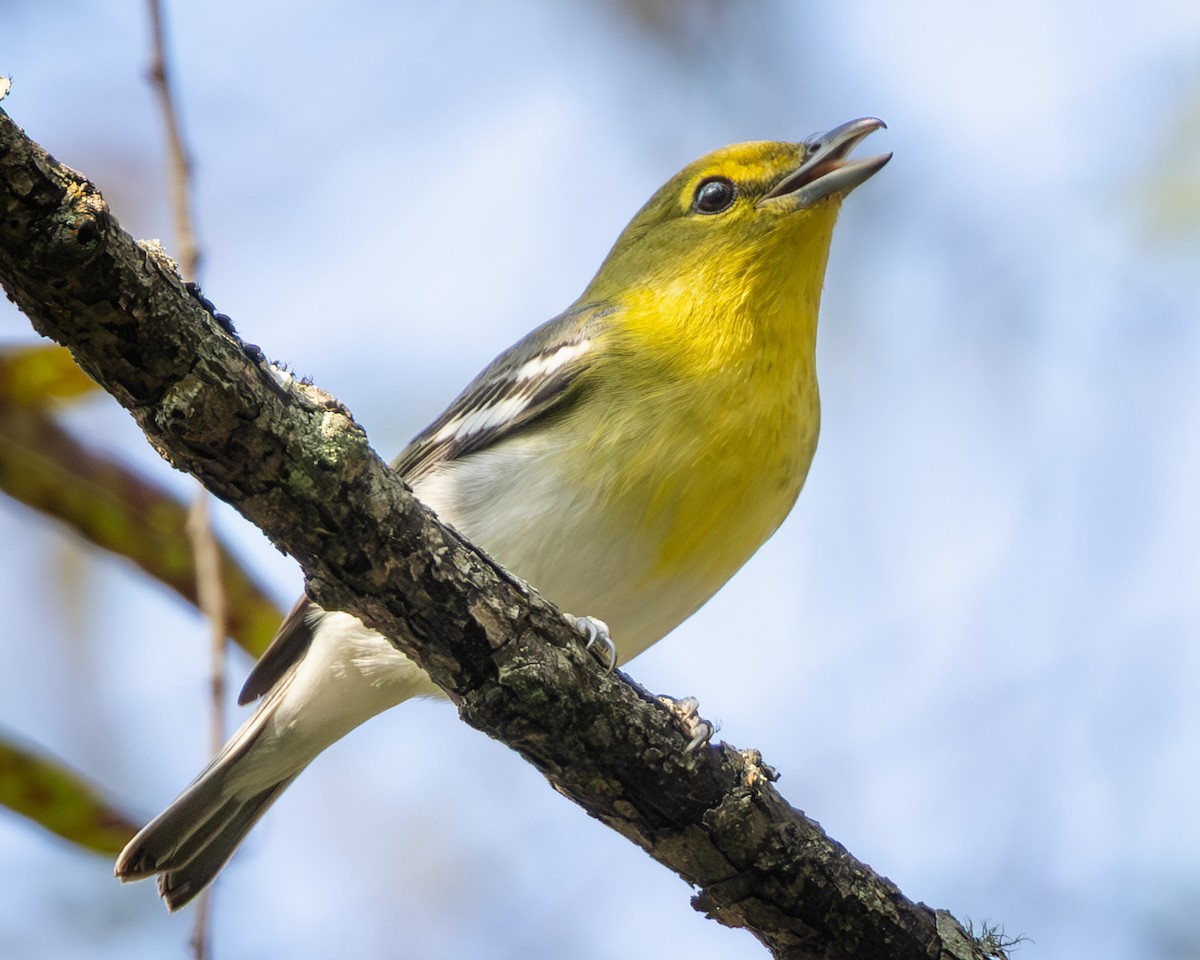 Yellow-throated Vireo - ML642026147