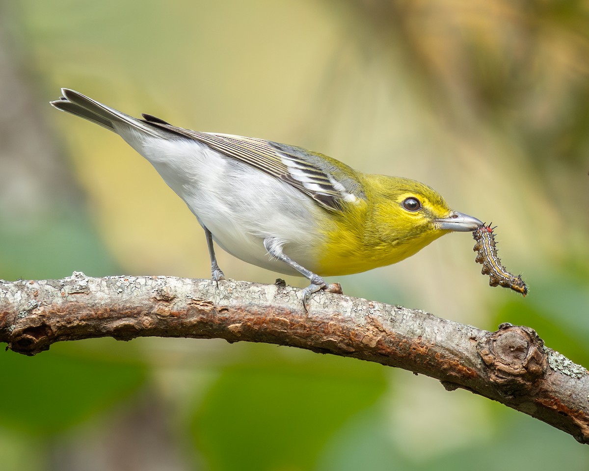 Yellow-throated Vireo - ML642026148