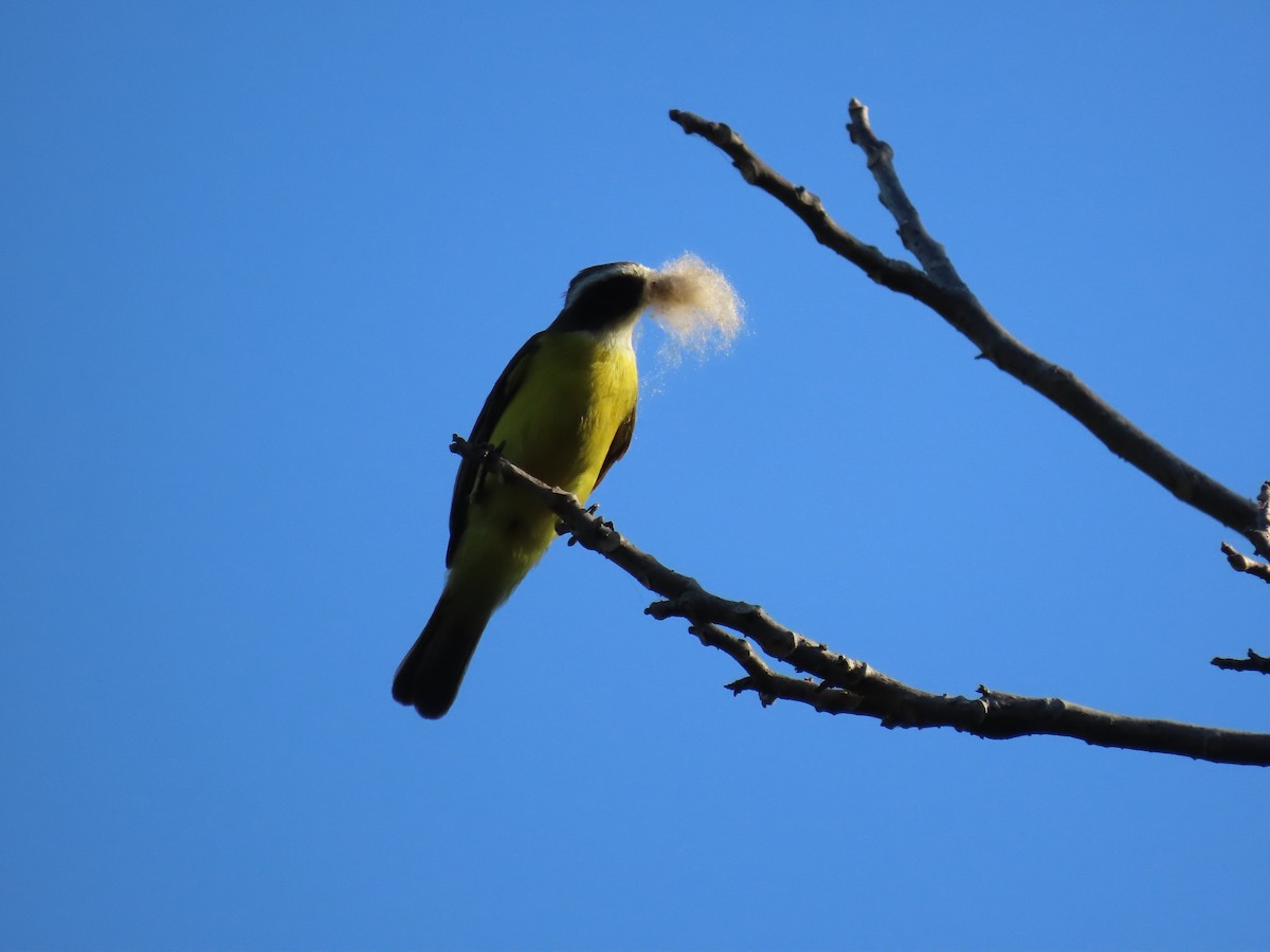 Social Flycatcher - ML642026152