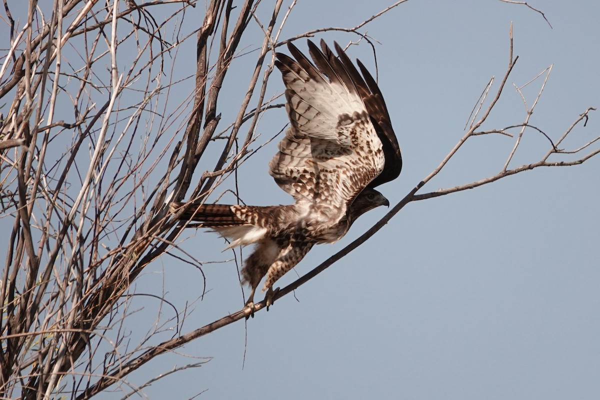 Red-tailed Hawk - ML642026153