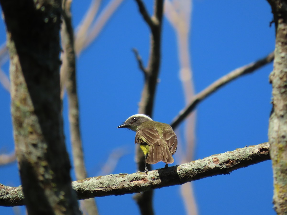 Social Flycatcher - ML642026154