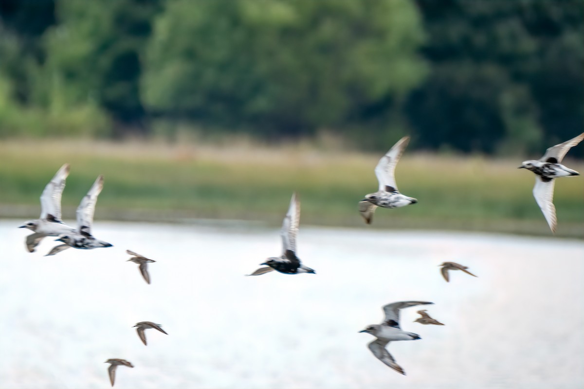 Black-bellied Plover - ML642026156