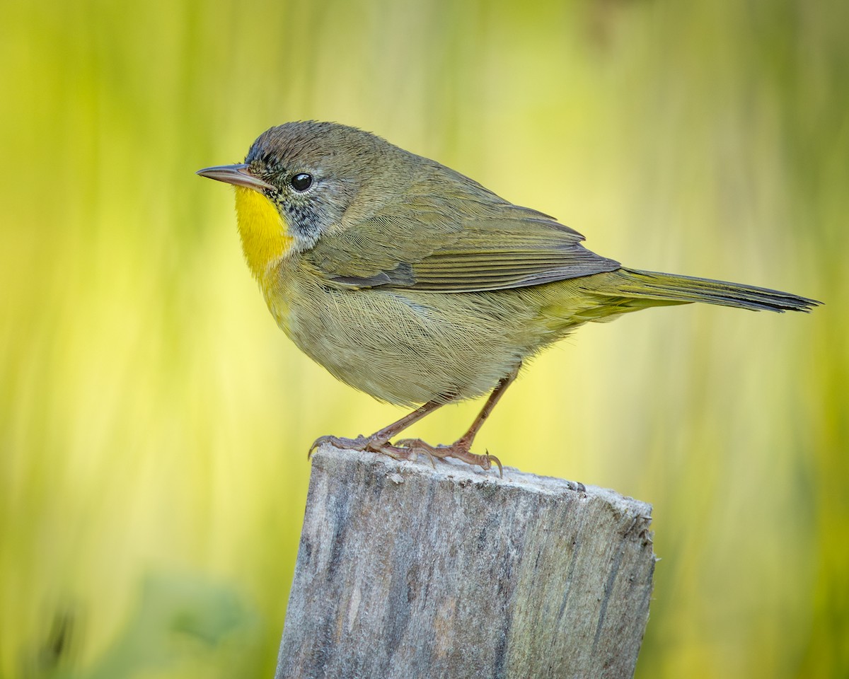 Common Yellowthroat - ML642026160
