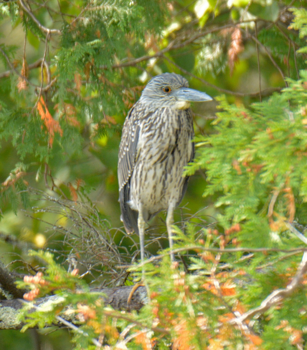 Yellow-crowned Night Heron - ML642026162