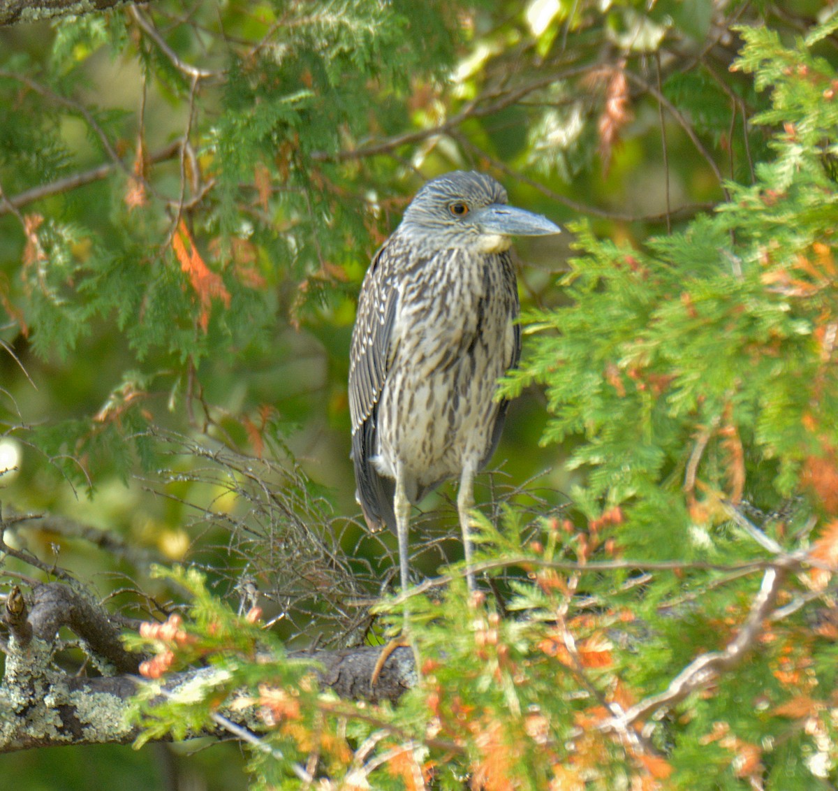 Yellow-crowned Night Heron - ML642026165