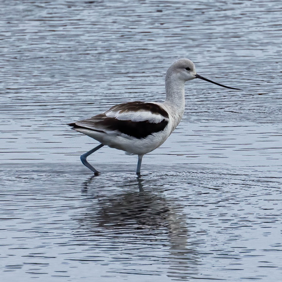 American Avocet - ML642026173