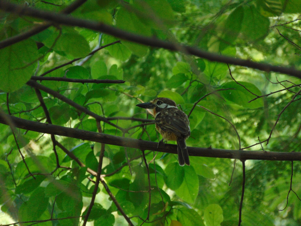 Russet-throated Puffbird - ML642026178