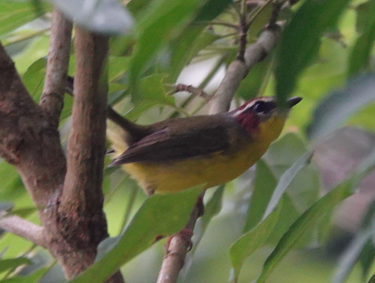 Chestnut-capped Warbler - ML642026179
