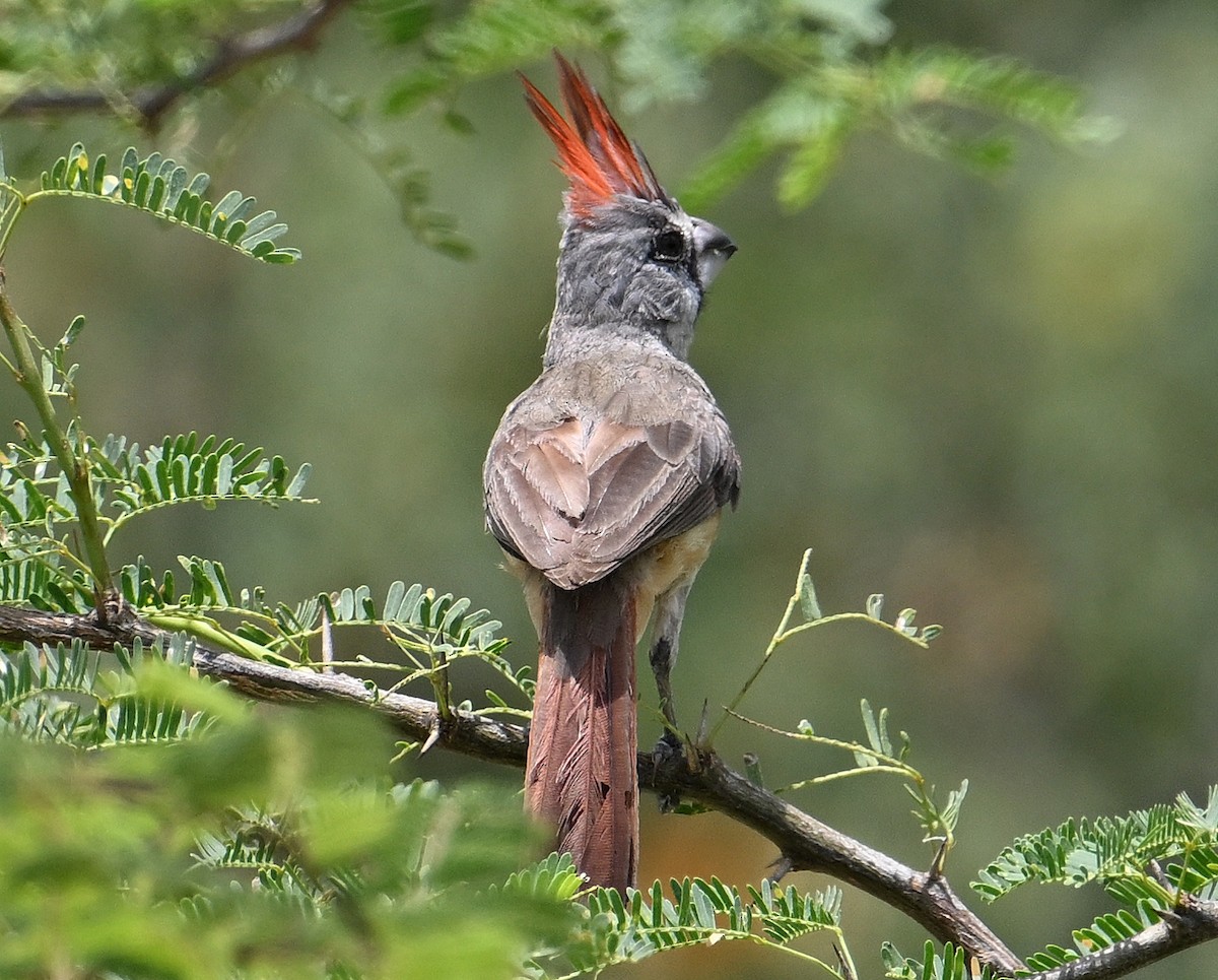 Vermilion Cardinal - ML642026181