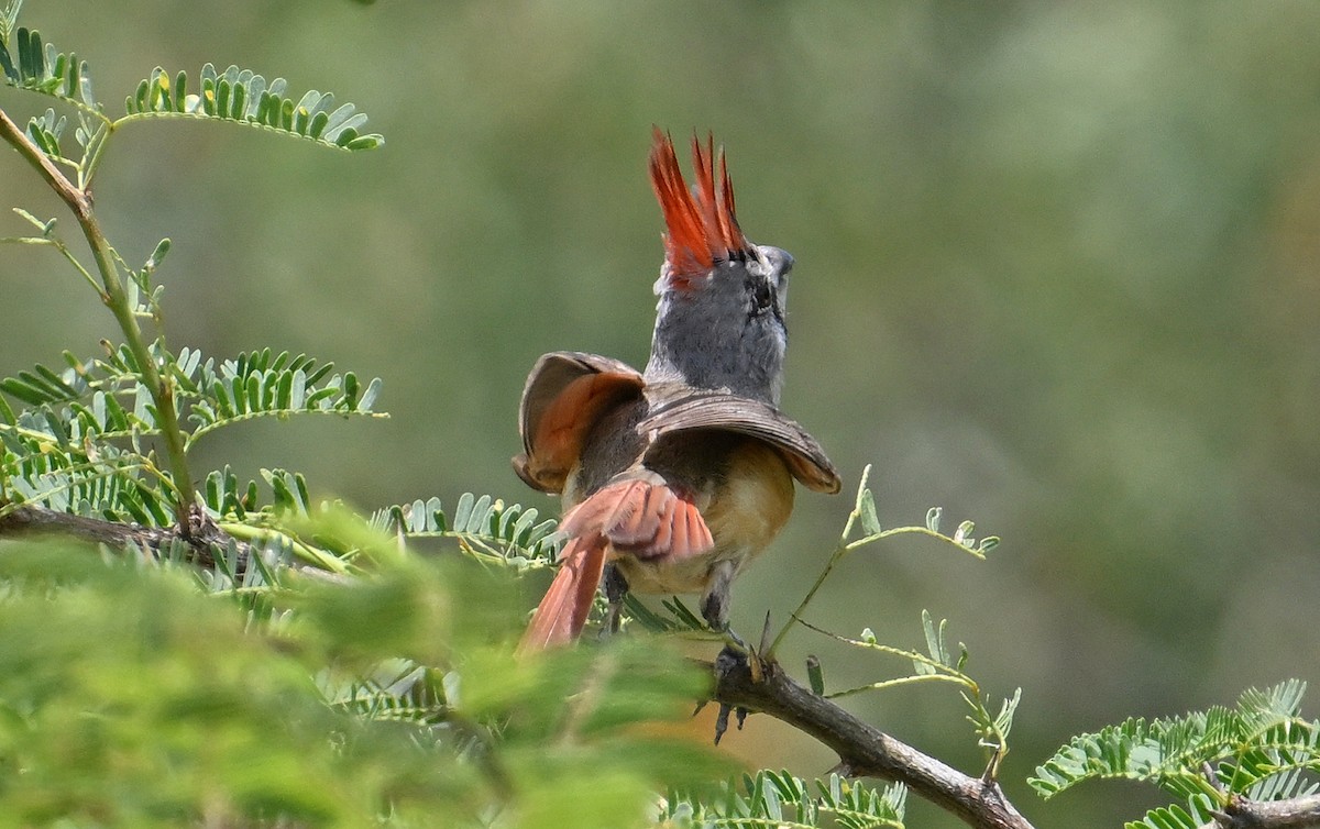 Vermilion Cardinal - ML642026182