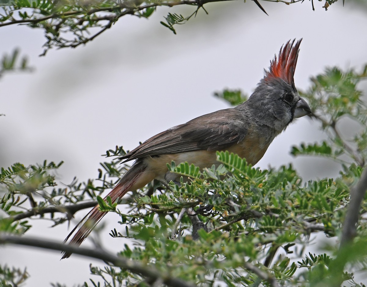 Vermilion Cardinal - ML642026185