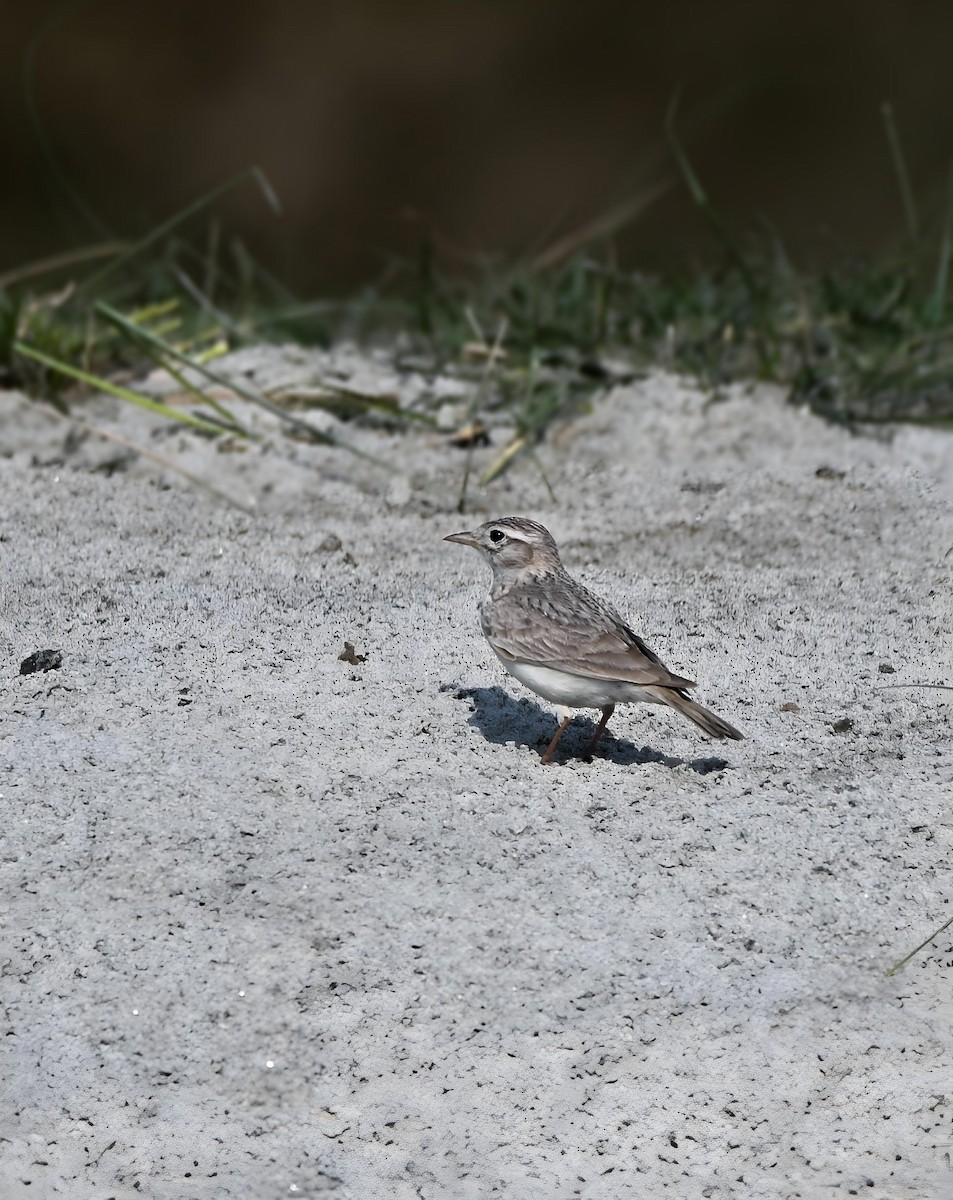 Sand Lark - ML642026192