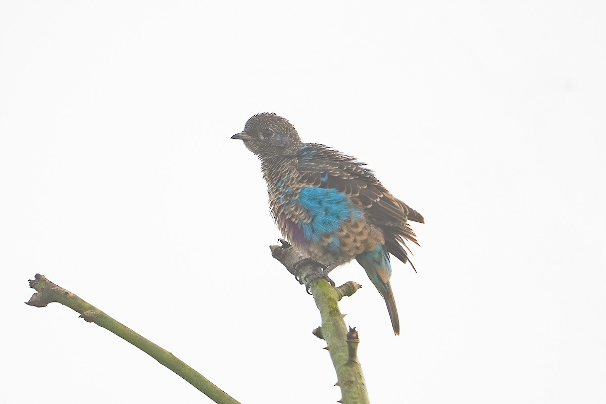 Blue Cotinga - ML642026194