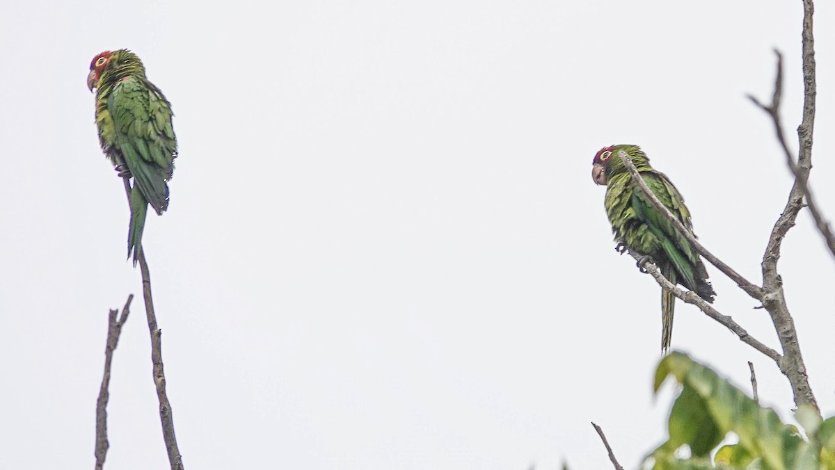 Red-masked Parakeet - ML642026198