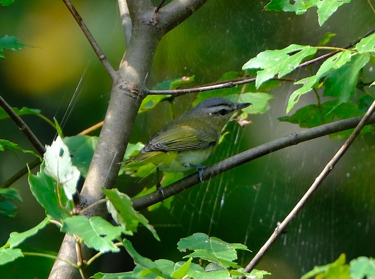 rødøyevireo - ML642026199