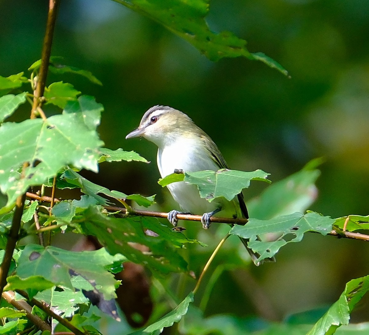 rødøyevireo - ML642026200