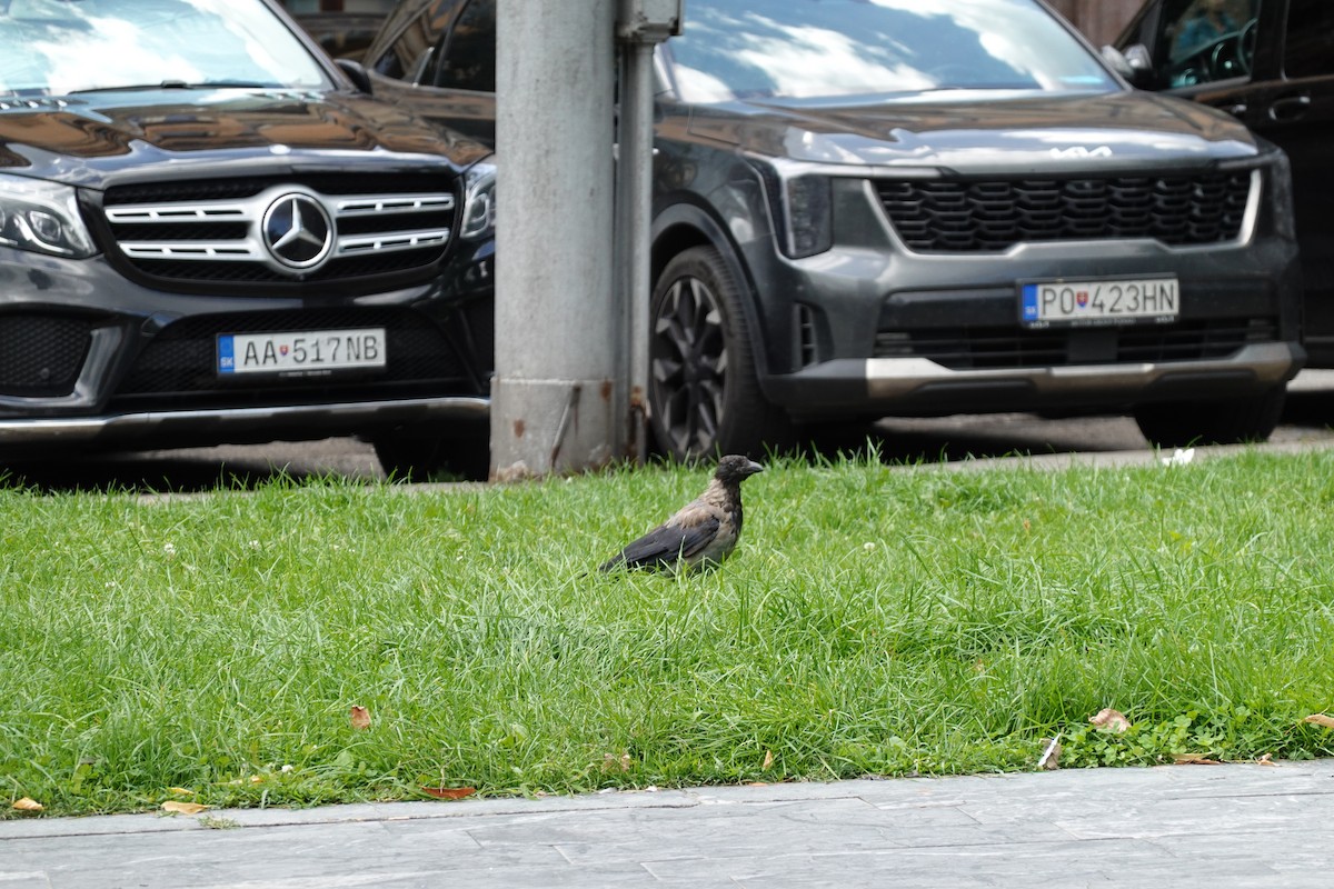 Leş Kargası - ML642026204