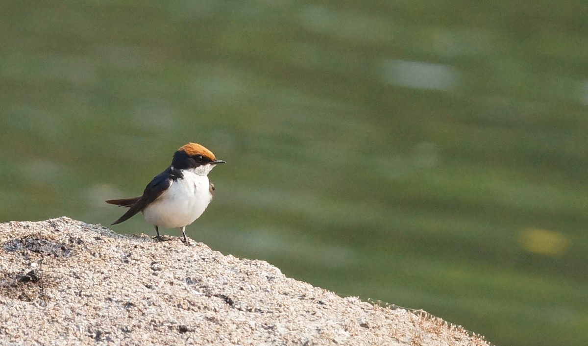 Wire-tailed Swallow - ML642026207