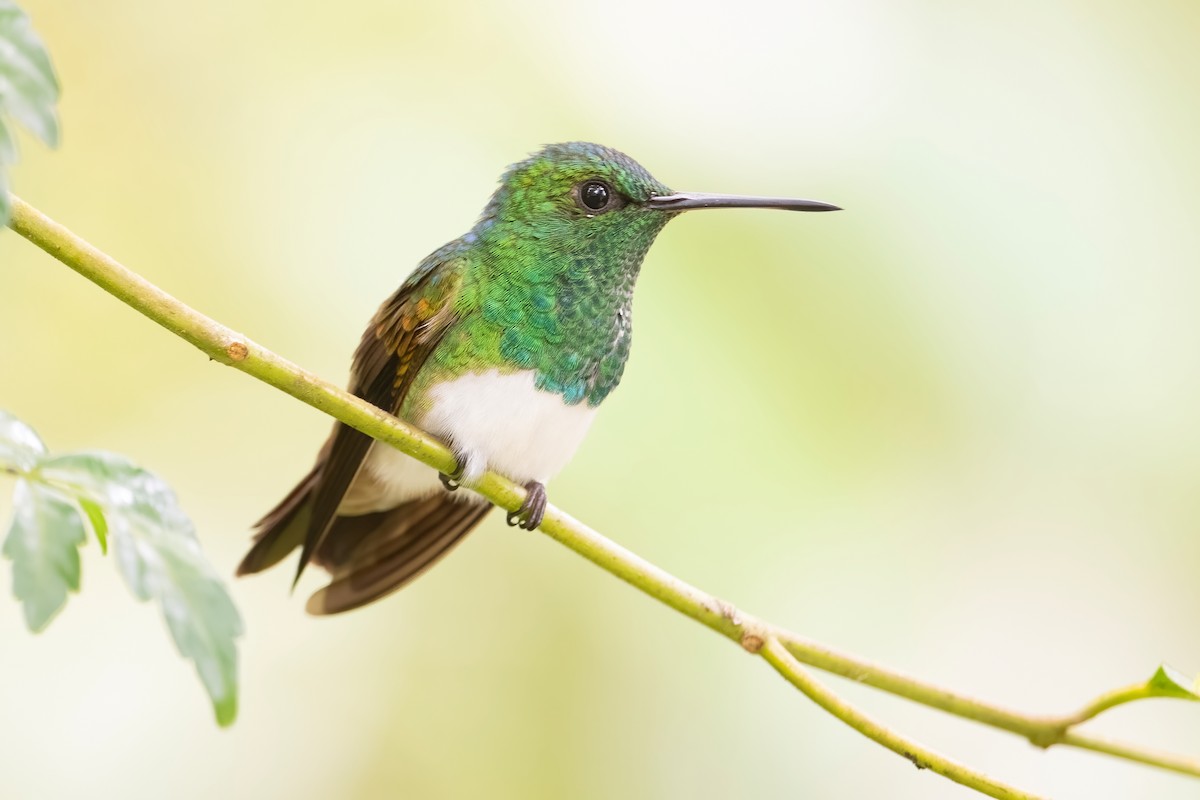 Snowy-bellied Hummingbird - ML642026208