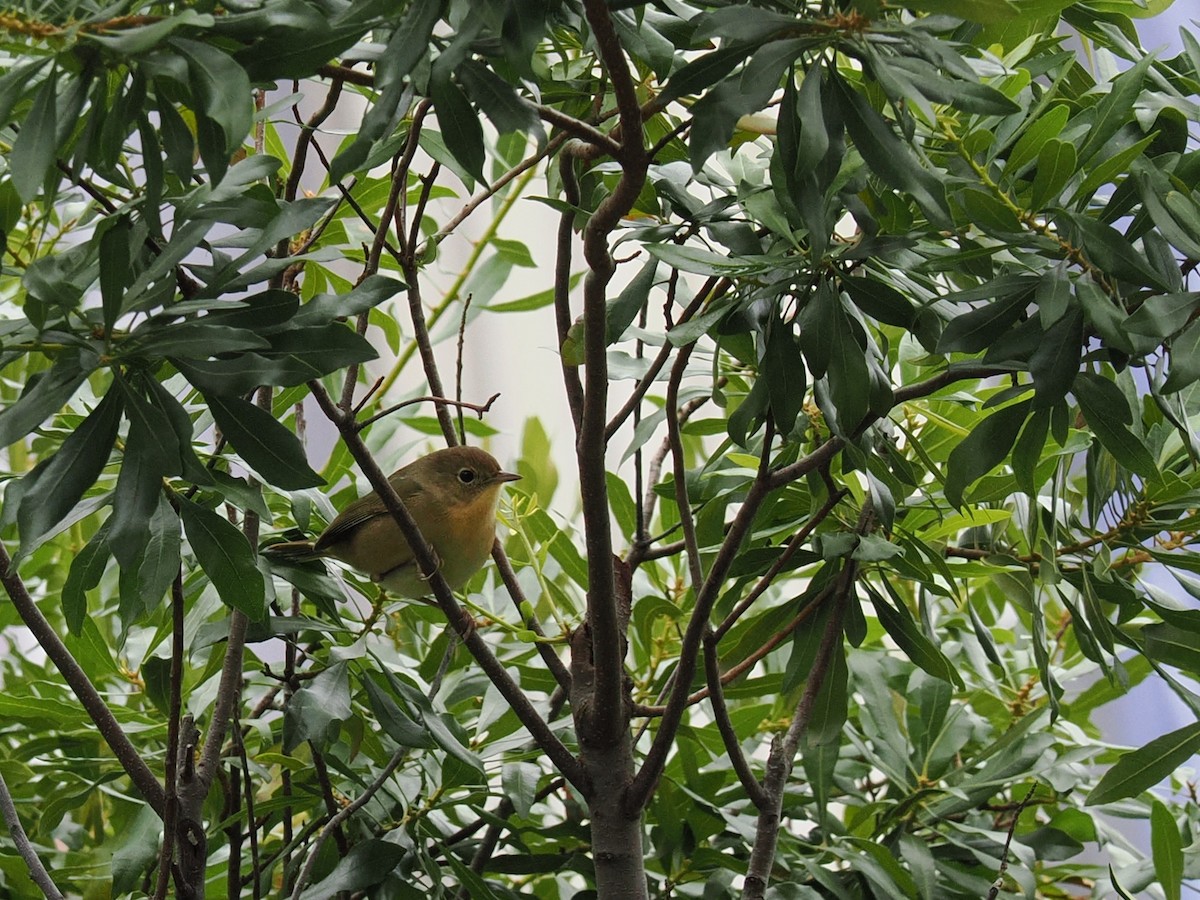 Common Yellowthroat - ML642026213