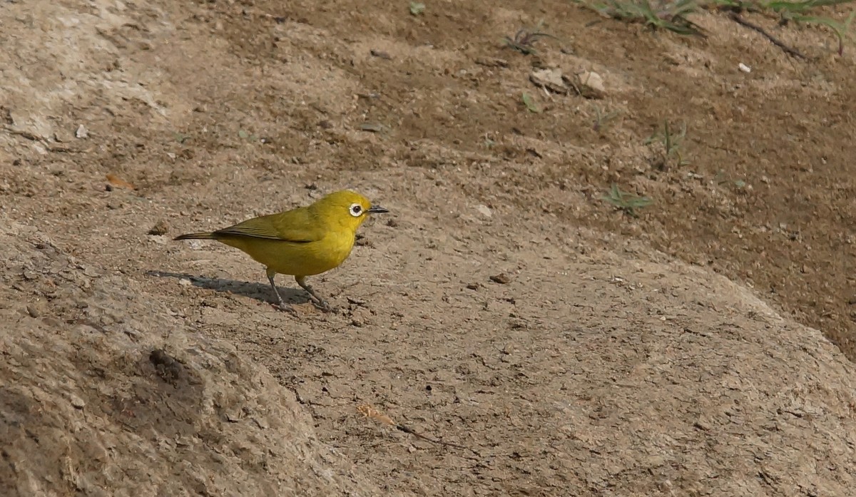 Südbrillenvogel - ML642026224