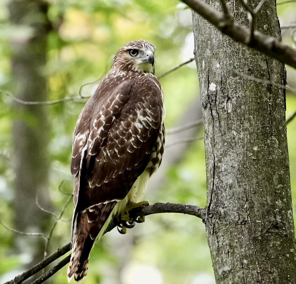 Red-tailed Hawk - ML642026229