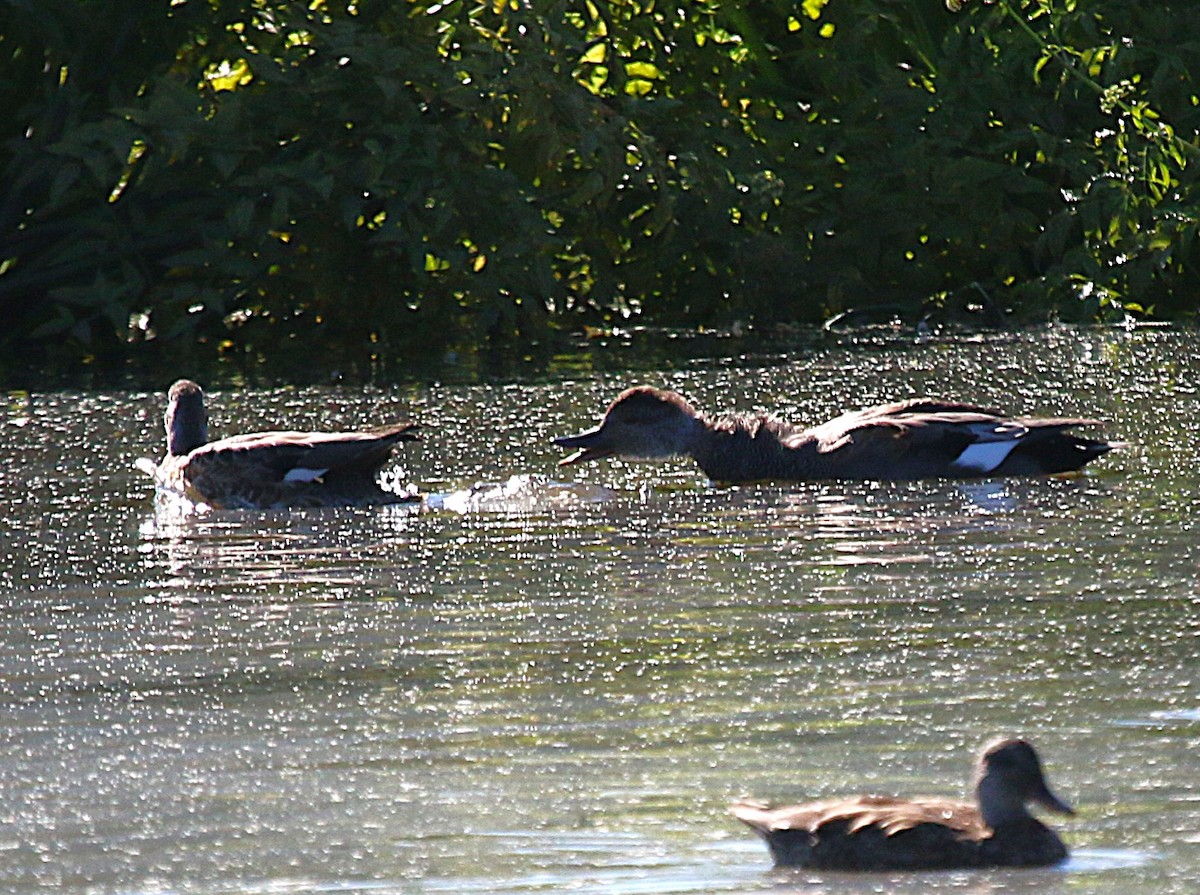 Canard chipeau - ML642026234