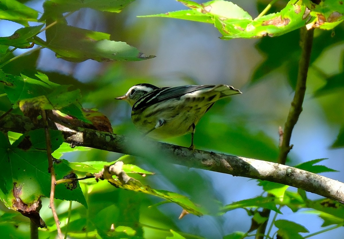 Black-and-white Warbler - ML642026242