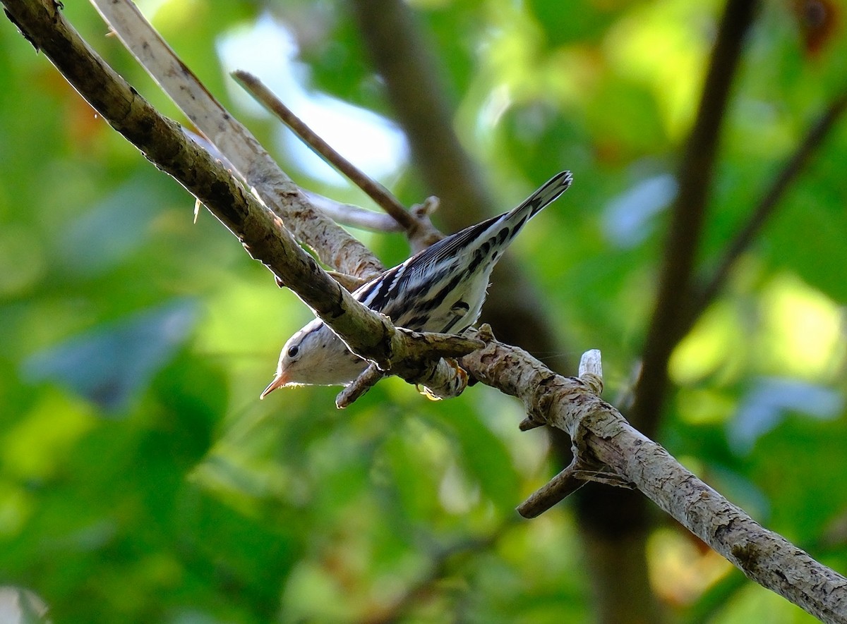 Black-and-white Warbler - ML642026243