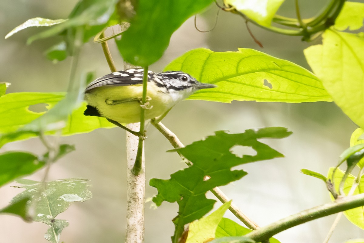 Moustached Antwren - ML642026246