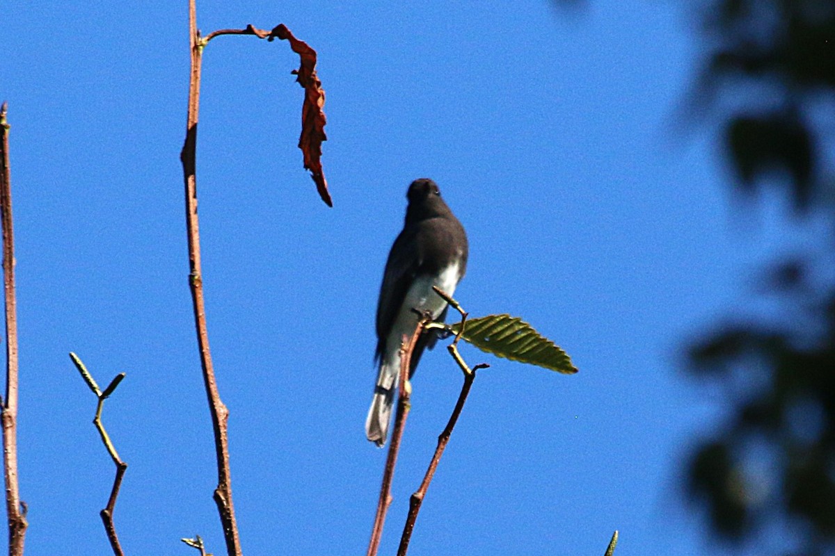 Black Phoebe - ML642026248