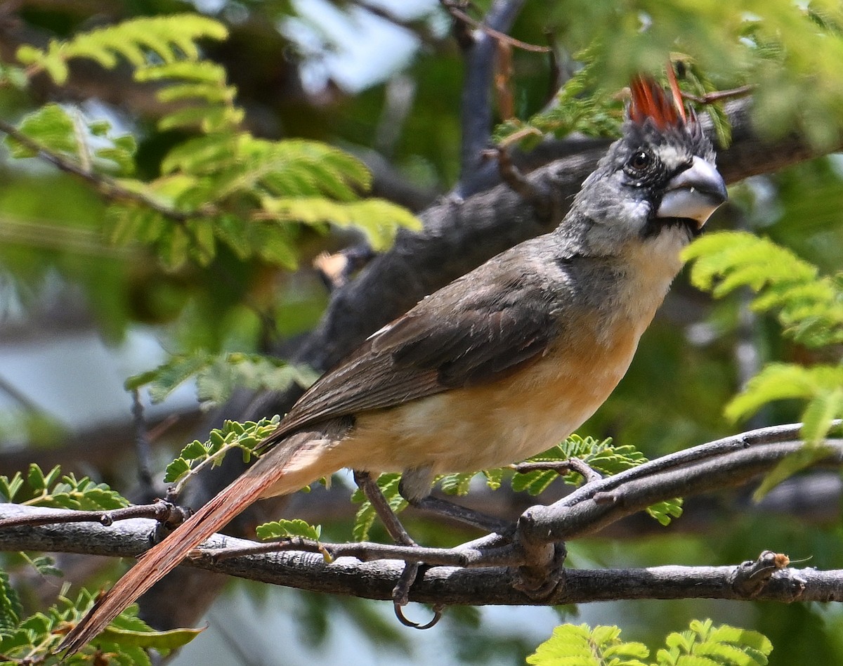 Vermilion Cardinal - ML642026249