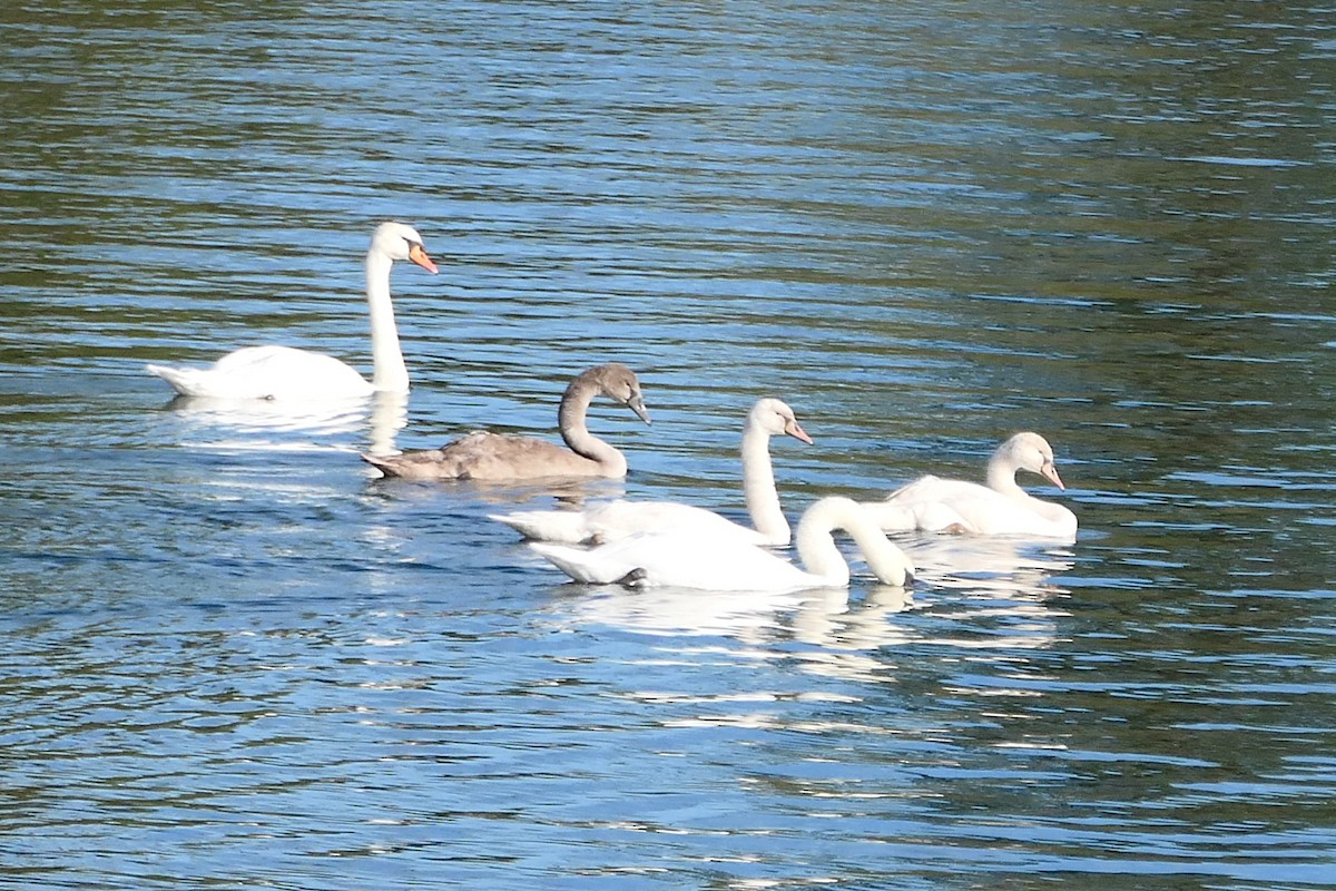 Mute Swan - ML642026250