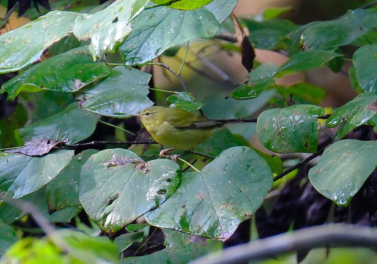 Tennessee Warbler - ML642026259