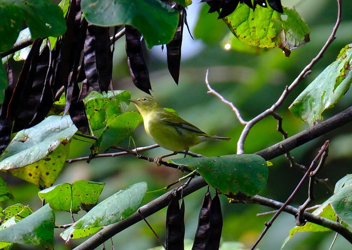 Tennessee Warbler - ML642026260