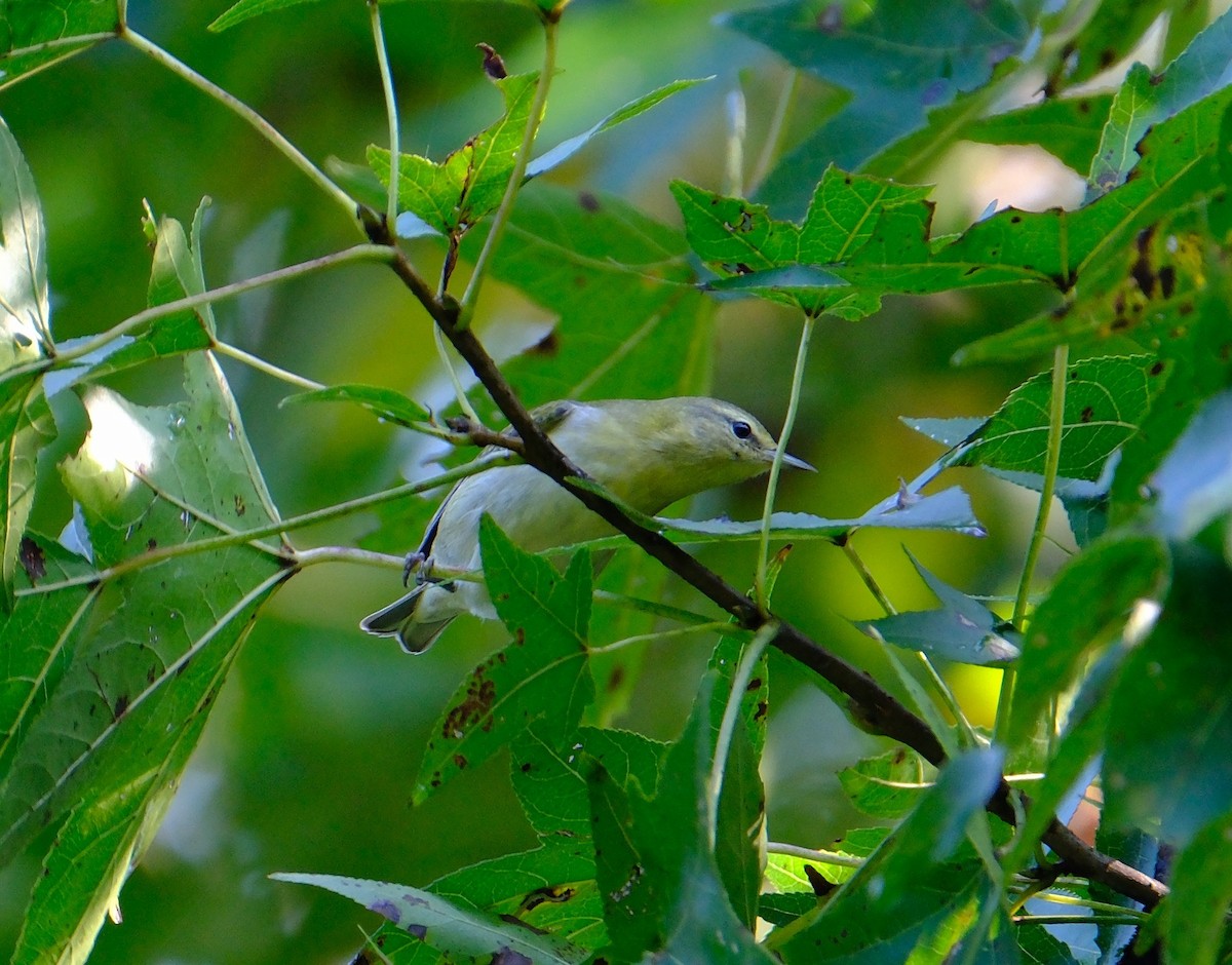 Tennessee Warbler - ML642026261