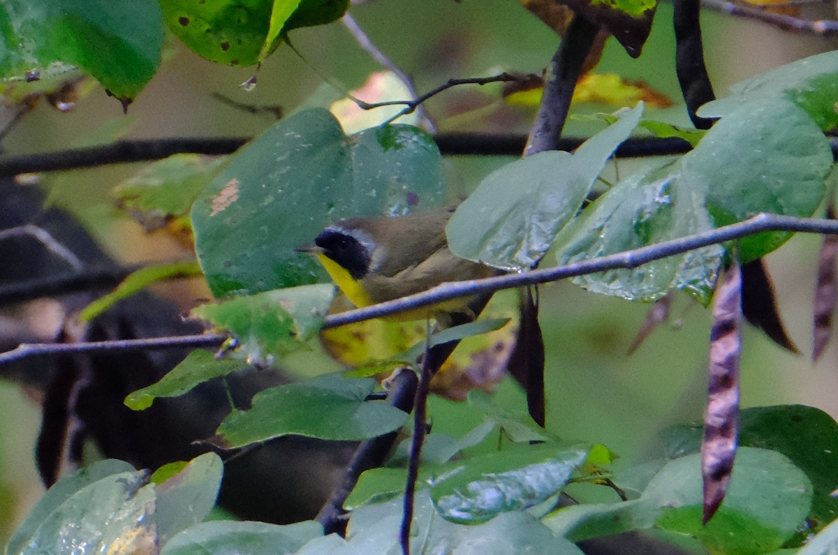 Common Yellowthroat - ML642026271