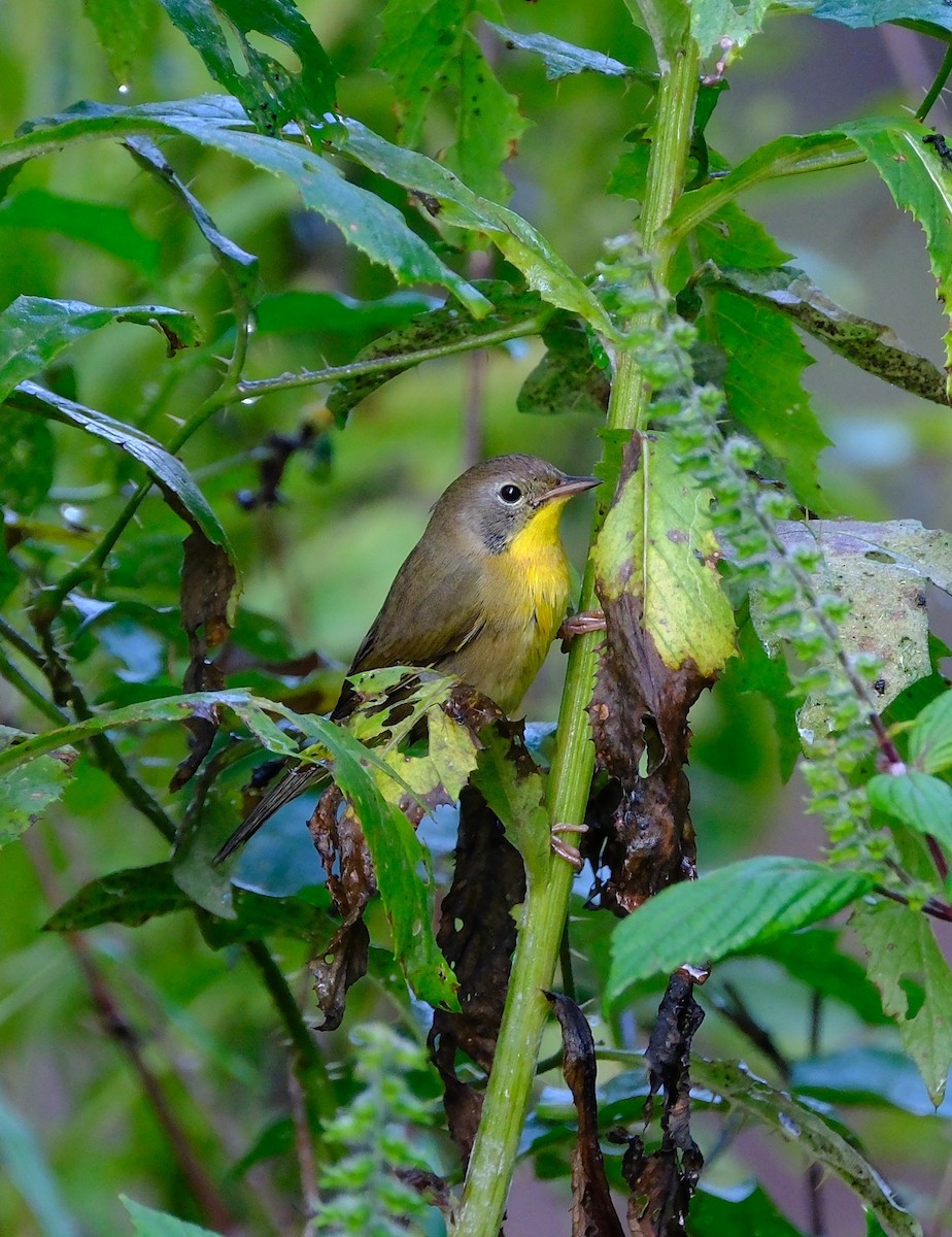 Common Yellowthroat - ML642026272