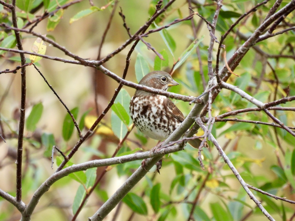 Fox Sparrow - ML642026282
