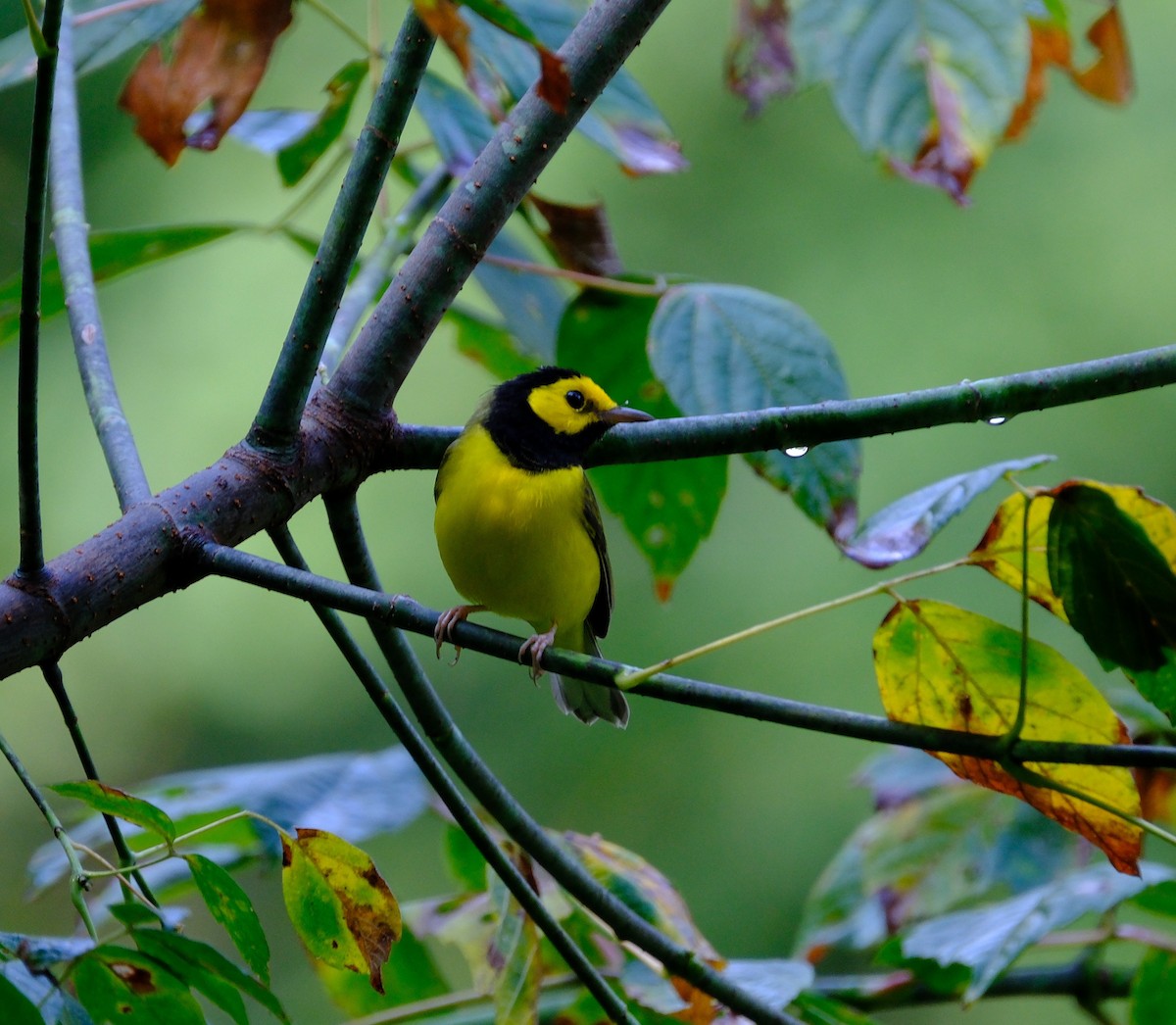 Hooded Warbler - ML642026283
