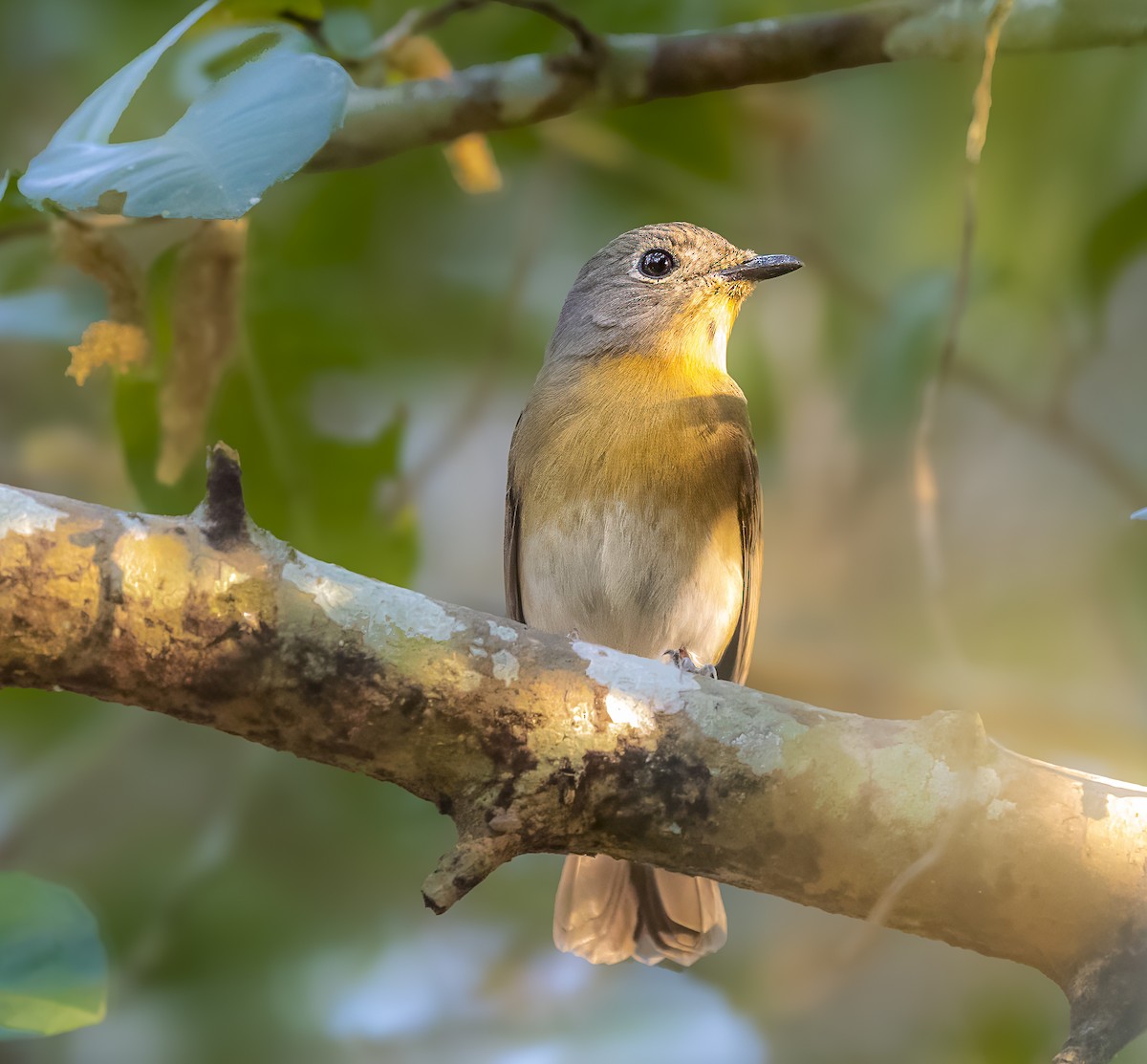 Indochinese Blue Flycatcher - ML642026299