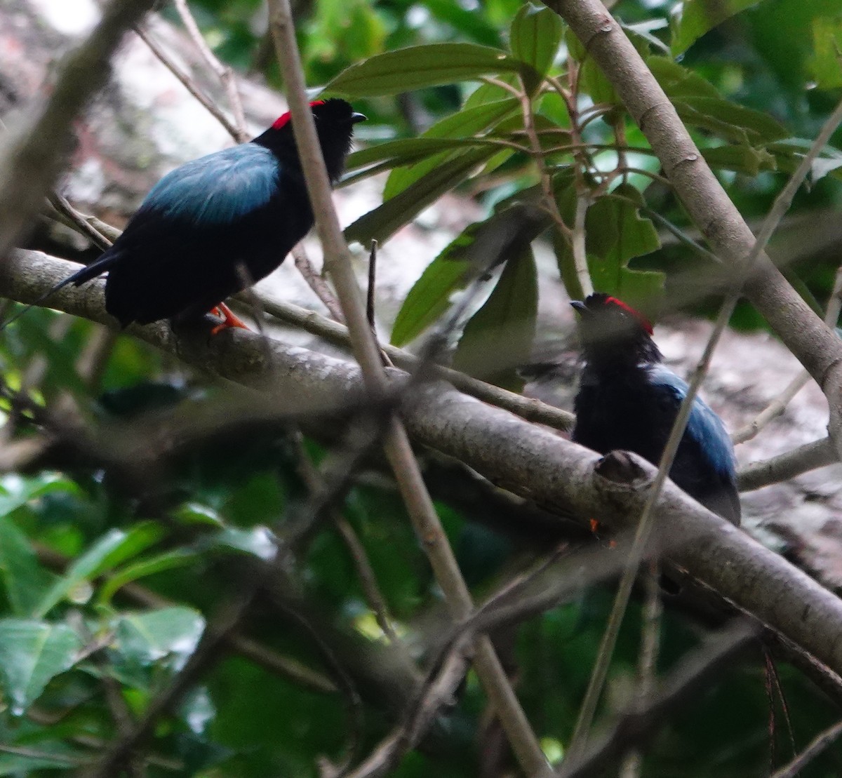 Long-tailed Manakin - ML642026301
