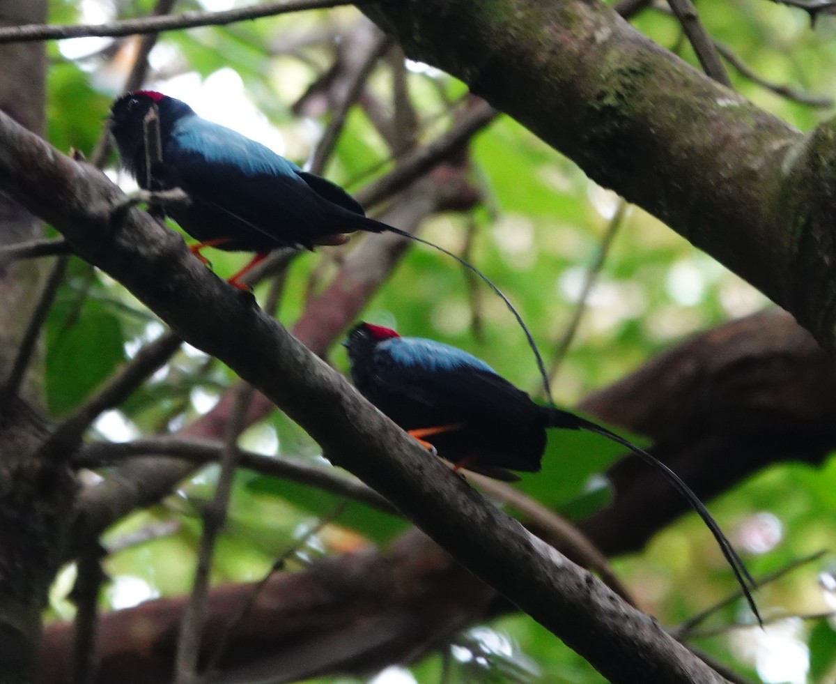 Long-tailed Manakin - ML642026303