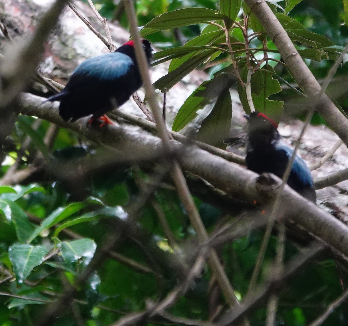 Long-tailed Manakin - ML642026305
