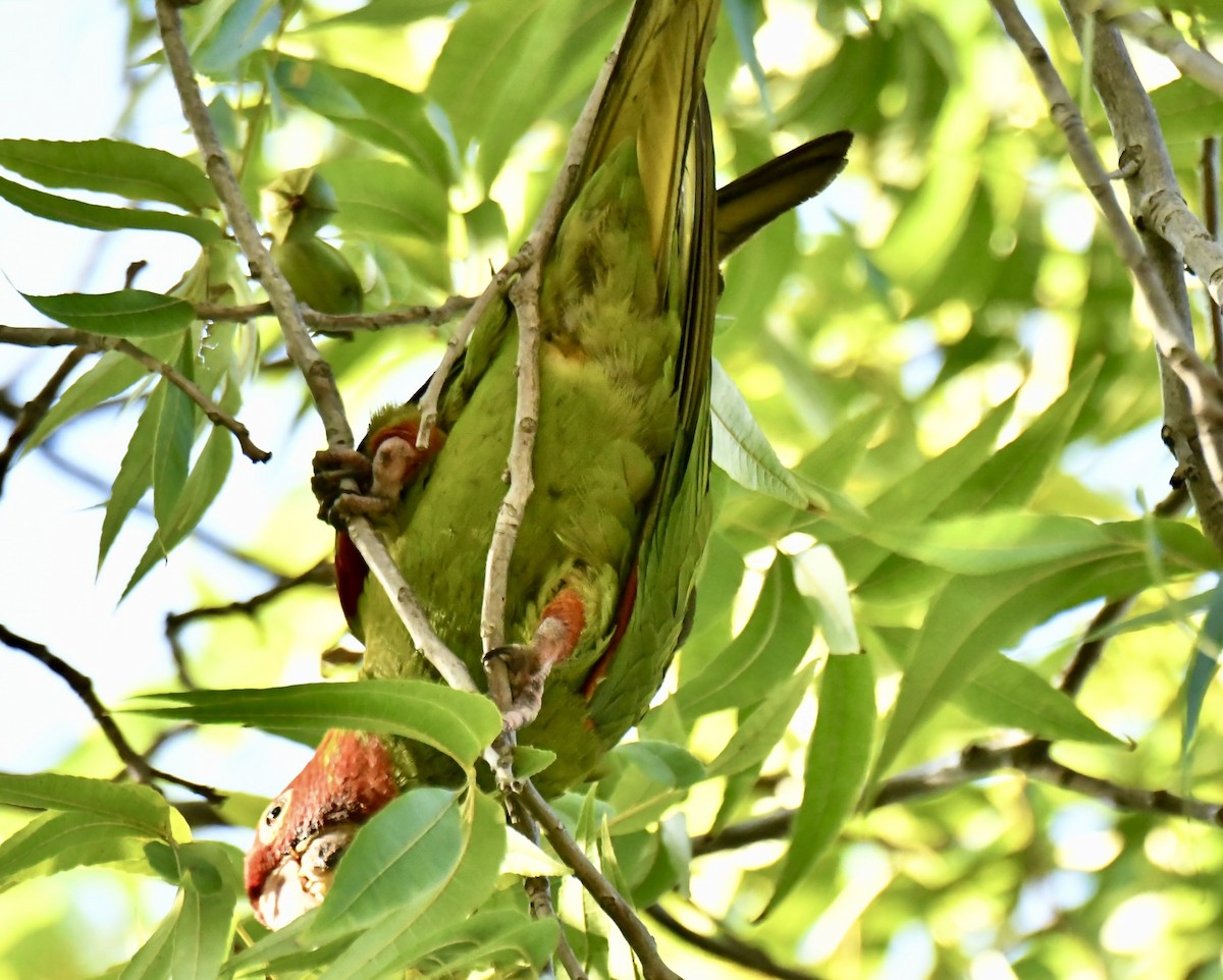 Conure à tête rouge - ML642026313
