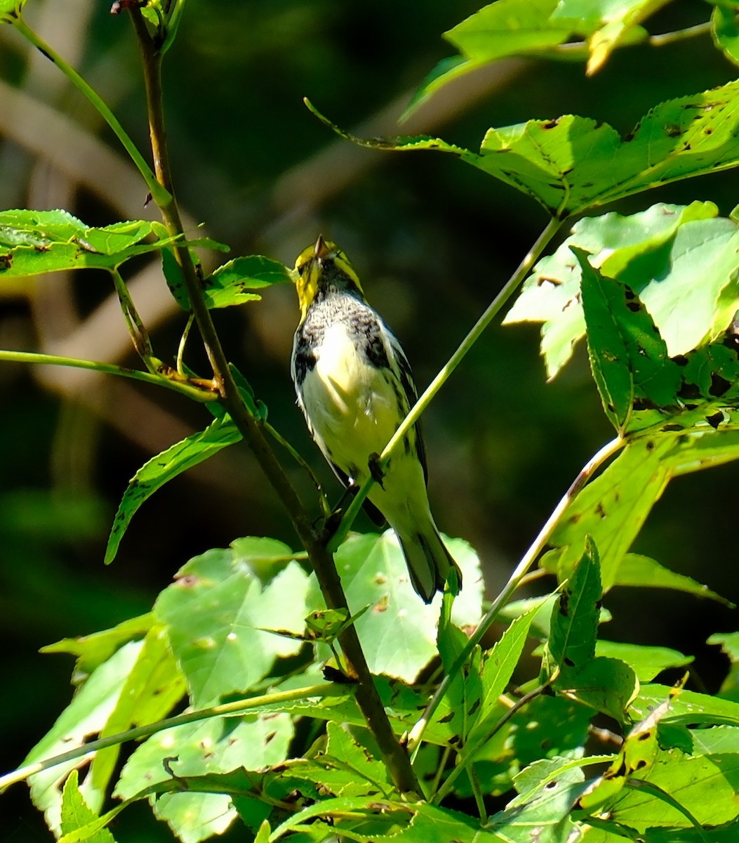 Black-throated Green Warbler - ML642026314