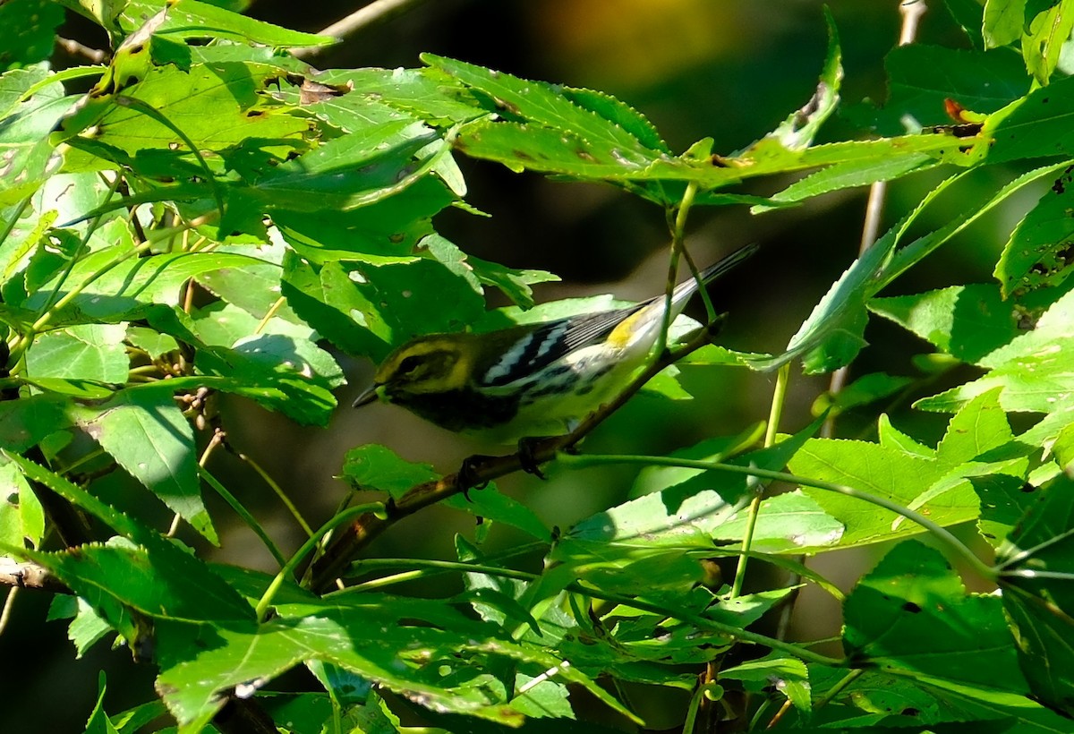 Black-throated Green Warbler - ML642026315
