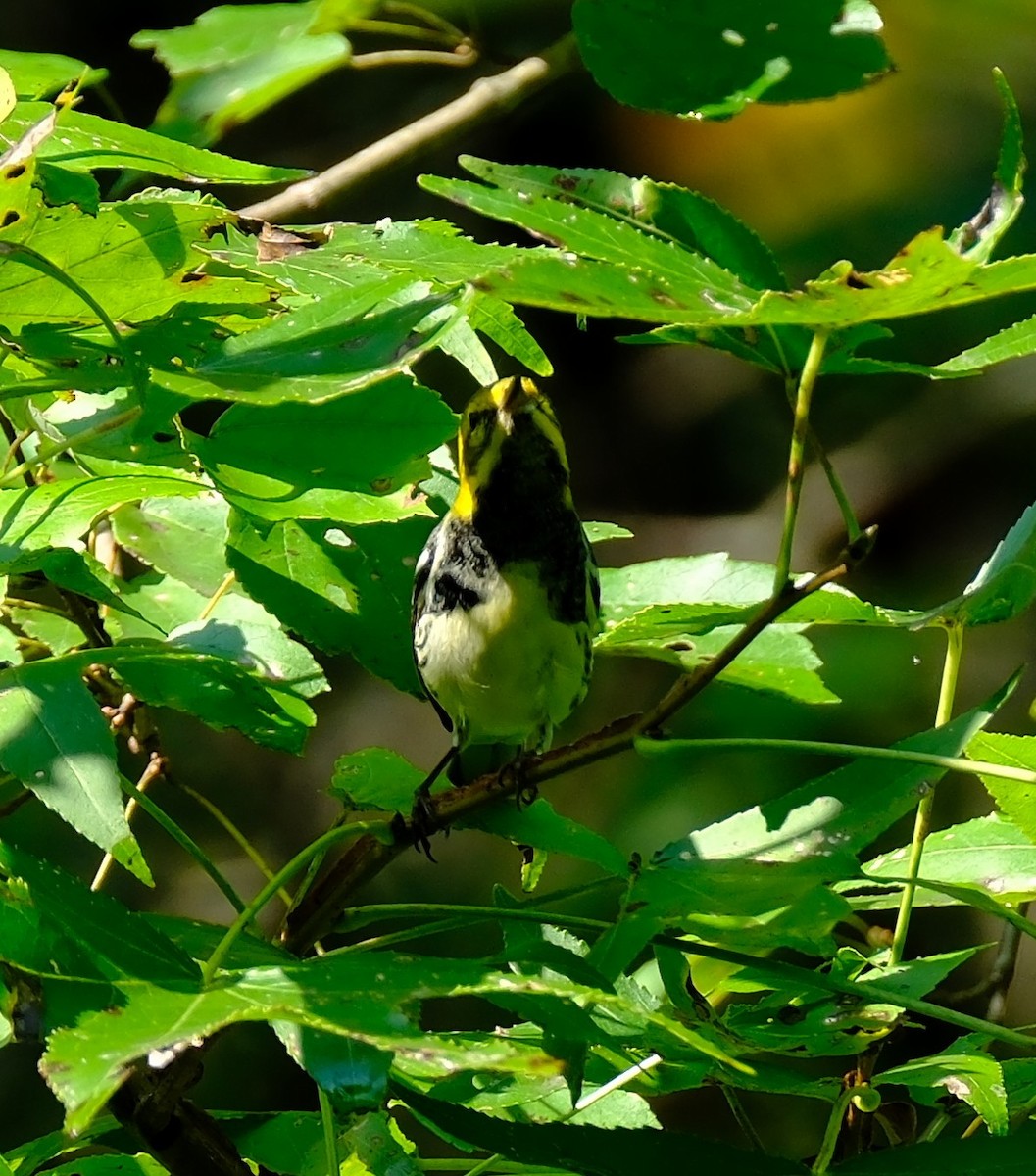Black-throated Green Warbler - ML642026316