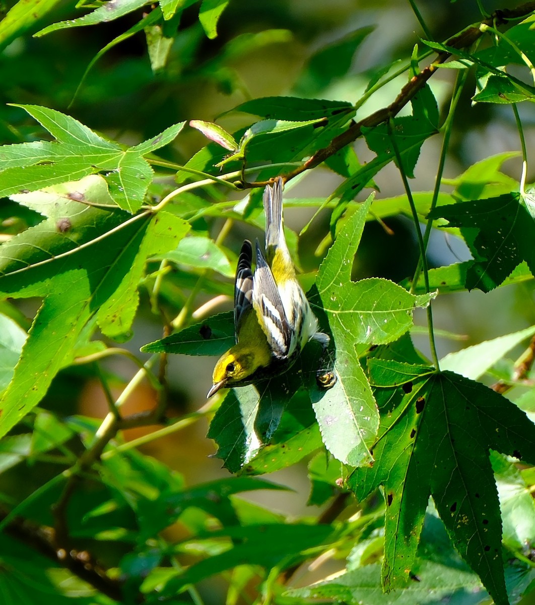 Black-throated Green Warbler - ML642026317